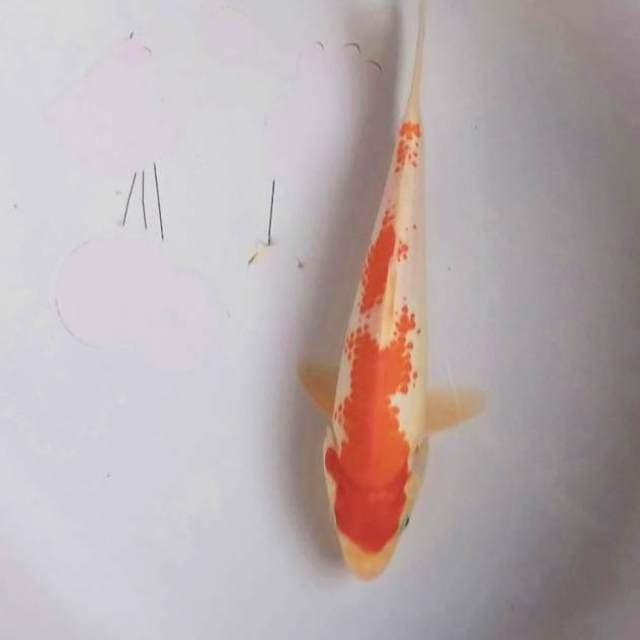 Kanoko#1