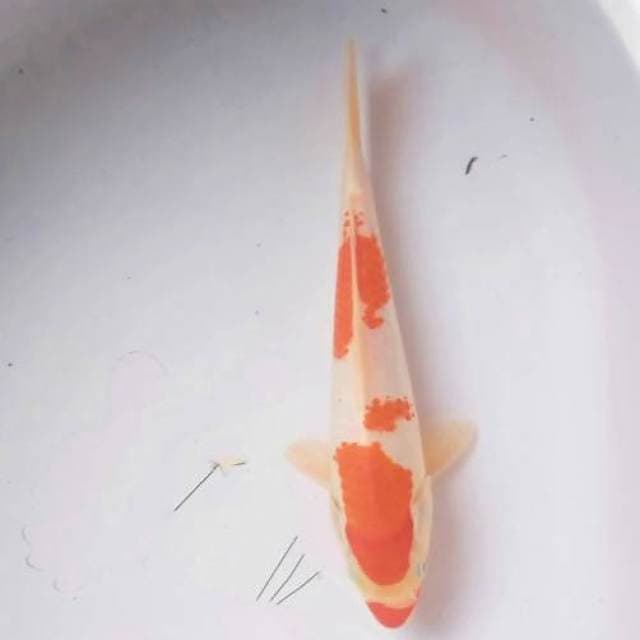 Kanoko#2