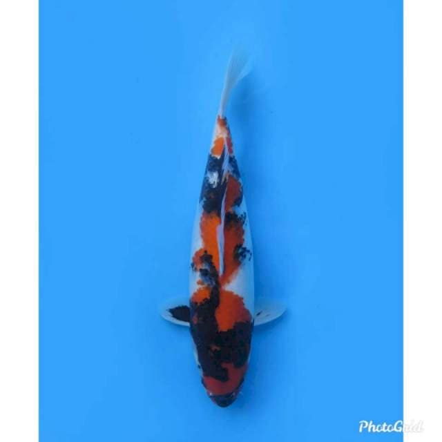 Showa 37cm