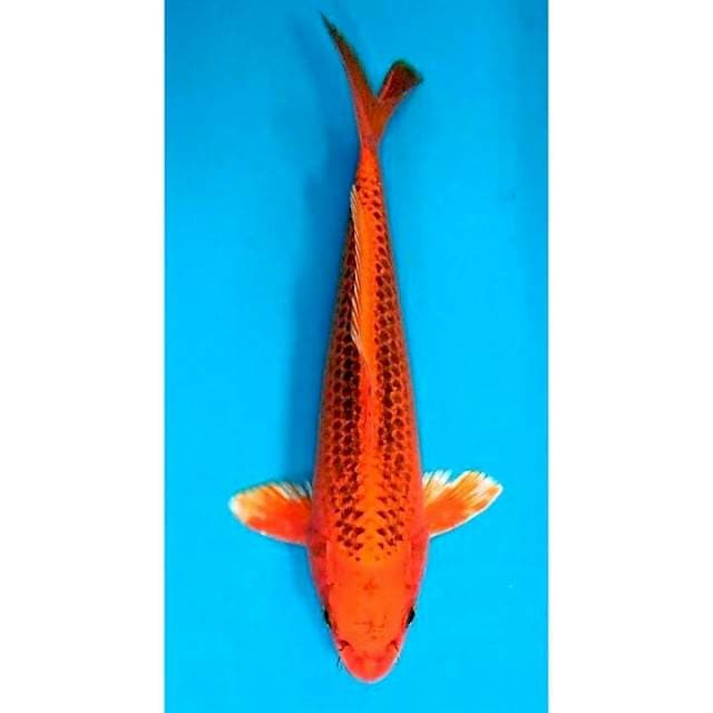 KIN MATSUBA 25 CM