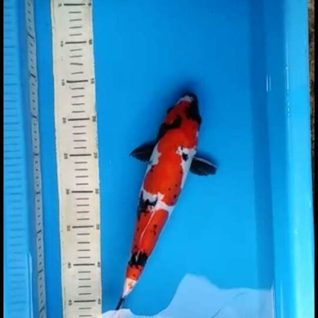 Showa doitsu murni 38cm female 