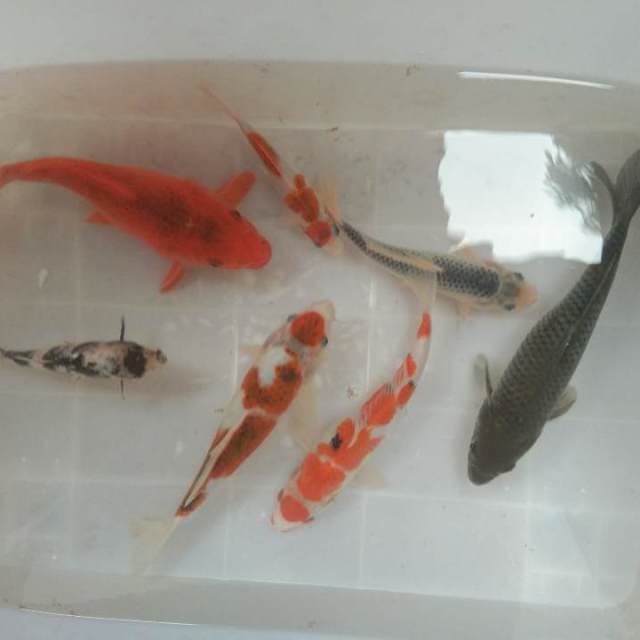 Keluarga bahagia..17 up to 30cm