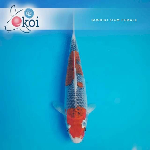 Goshiki ring biru