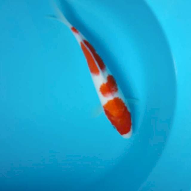 STEP 4 KOHAKU