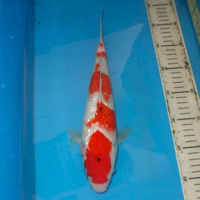 32cm GINRIN SANKE