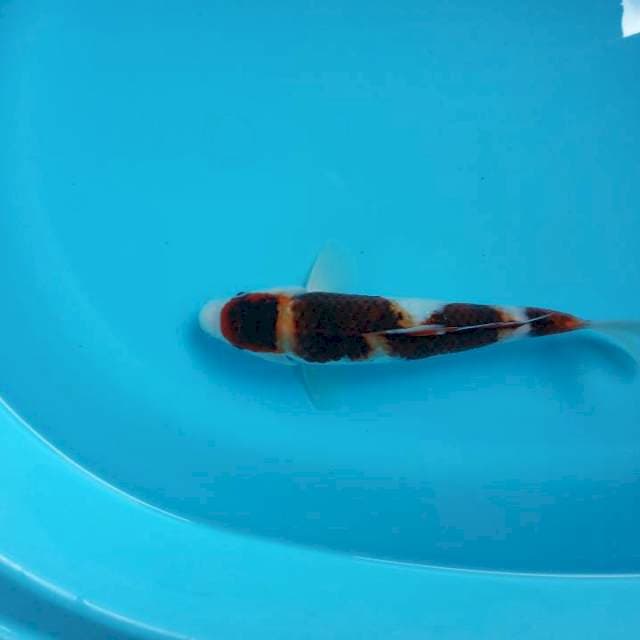 GOROMO 