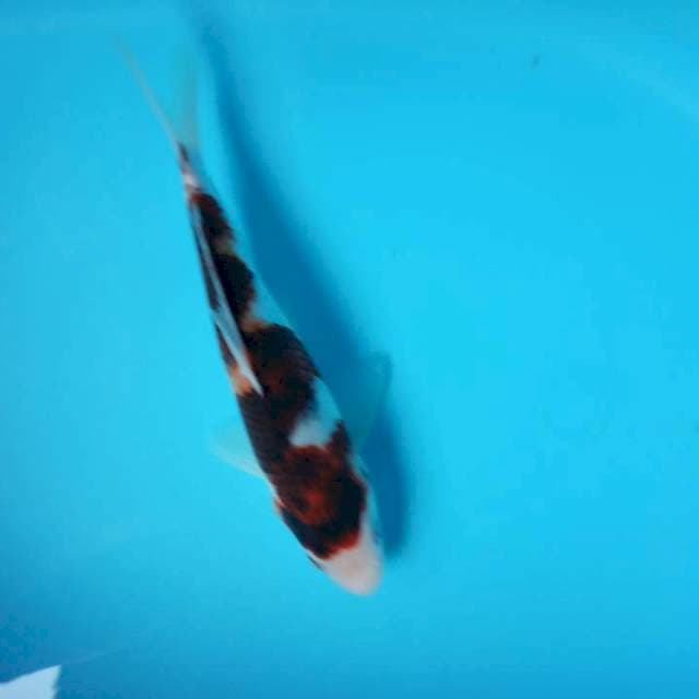 GOROMO
