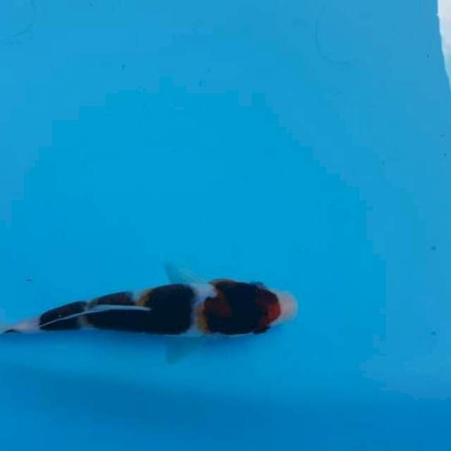 Goromo