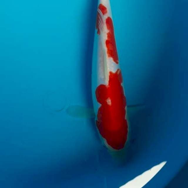 Kohaku