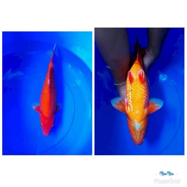 Tembus (Ginrin) 40 CM Male