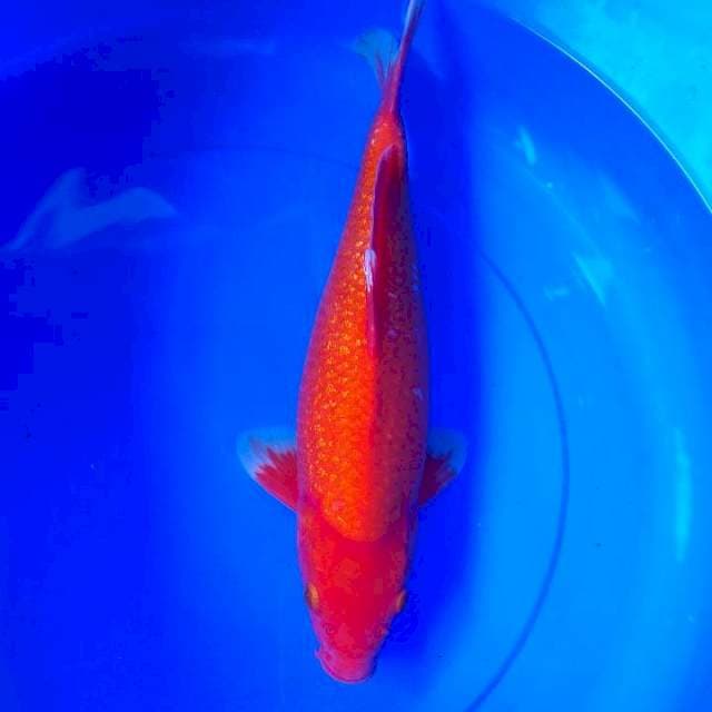 Tembus (Ginrin) 40 CM Male