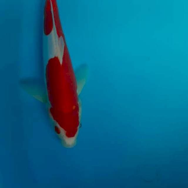 Kohaku