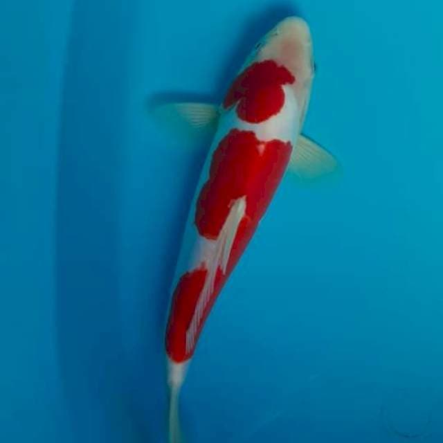 Kohaku