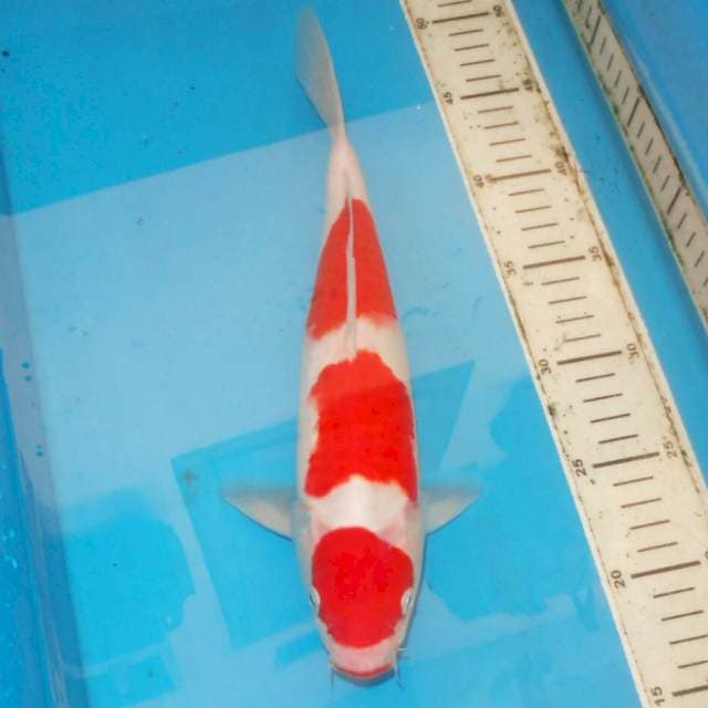 31cm KOHAKU