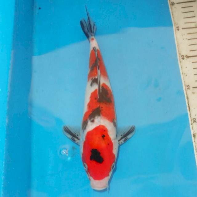 SANSHOKU