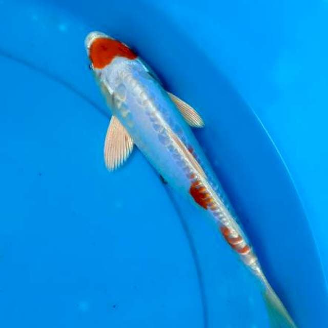Kikusui mantap 1