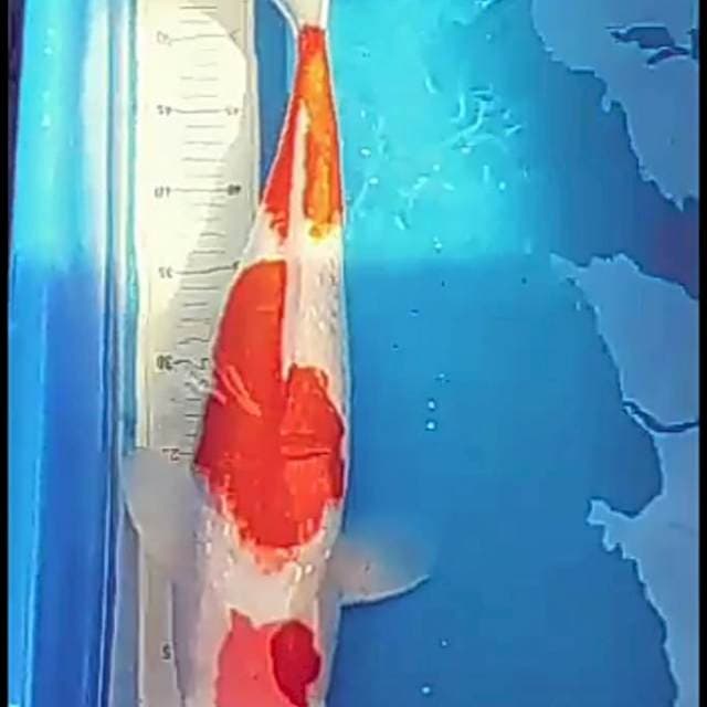 Sandan Kohaku Gindrin 50cm