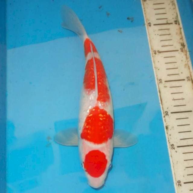 30cm Ginrin Kohaku