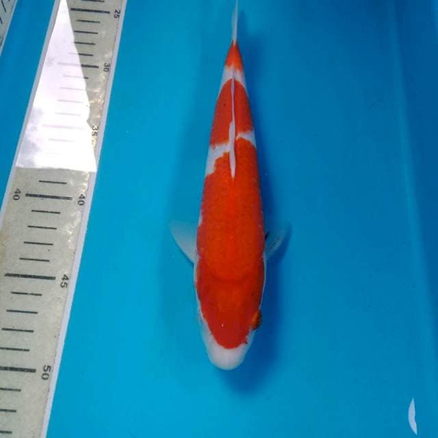 Kohaku 25 cm