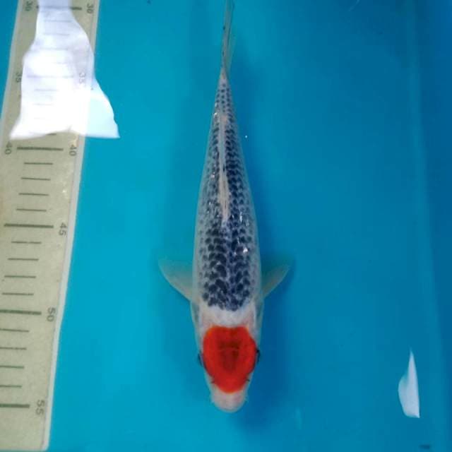 Tancho Goshiki 23 cm