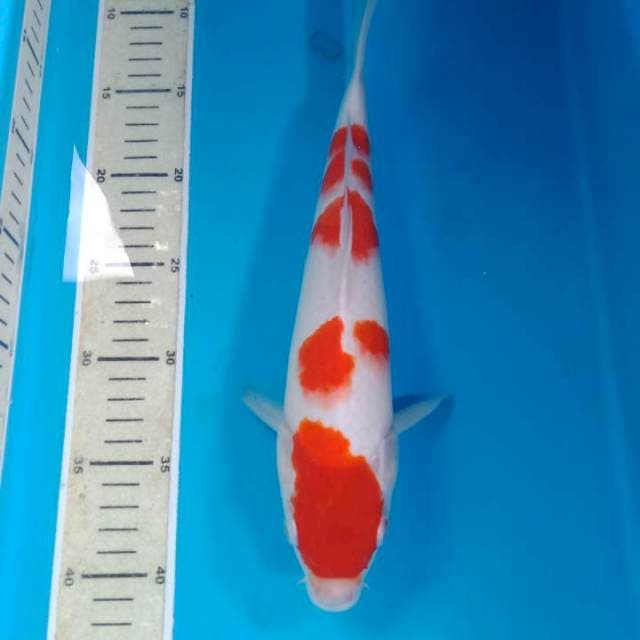 Kohaku 32 cm