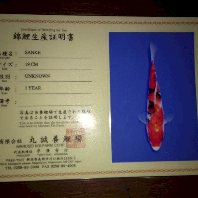 Sanke 19cm (marusei). Import dan Sertifikat