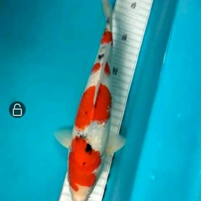 Sanke Blood line ogata 30cm