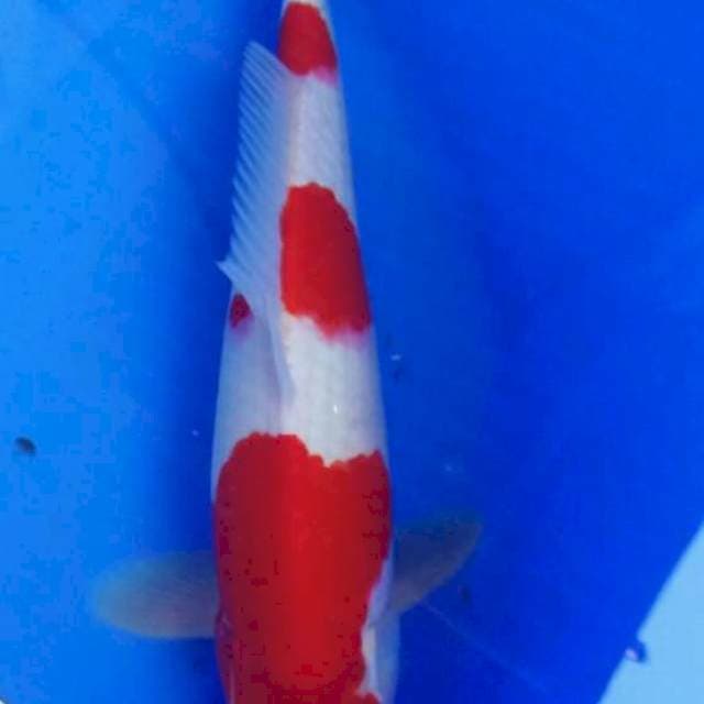Kohaku male 35cm