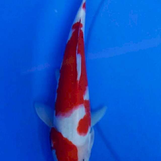 Kohaku 30cm