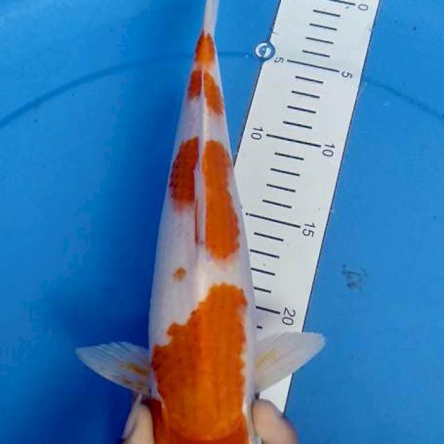 Kohaku 30cm