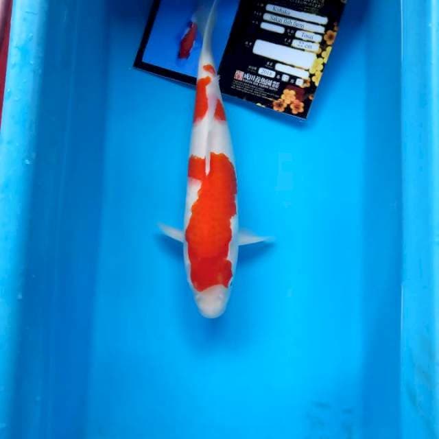 Kohaku 35 serti import