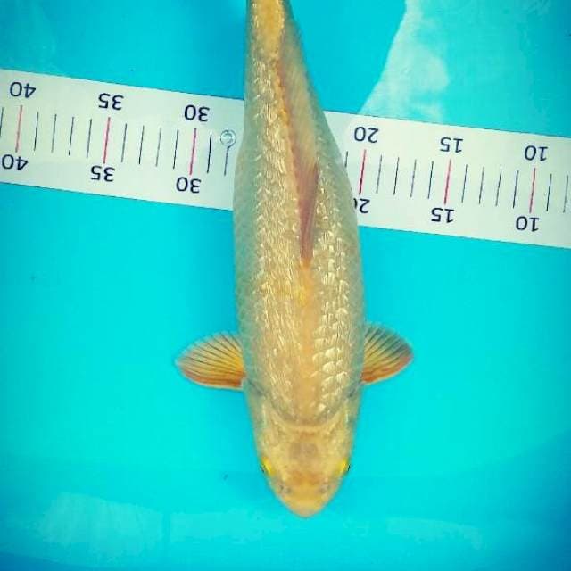 Karashi gindrin 37 cm