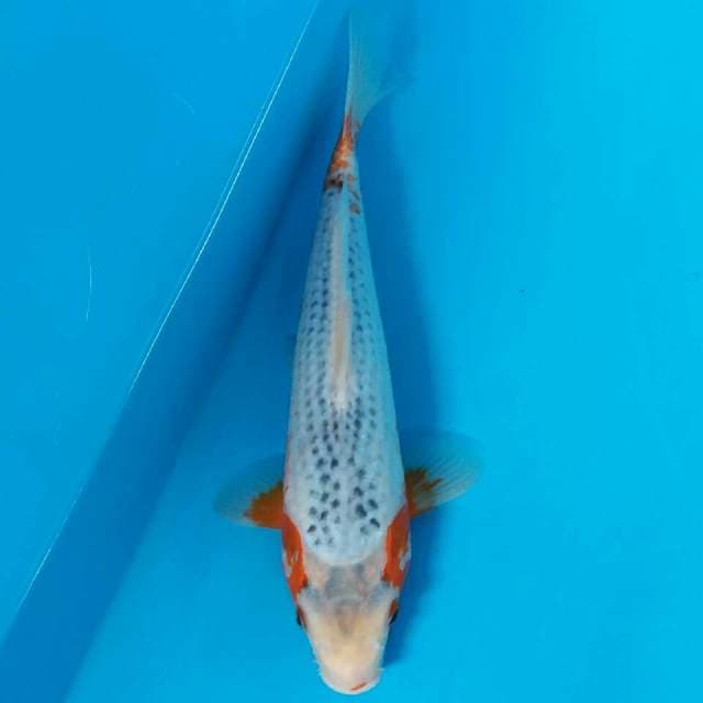 Asaghi