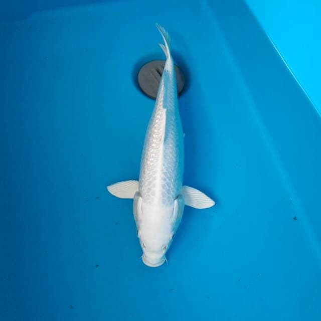 PLATINUM GINRIN 35CM FEMALE
