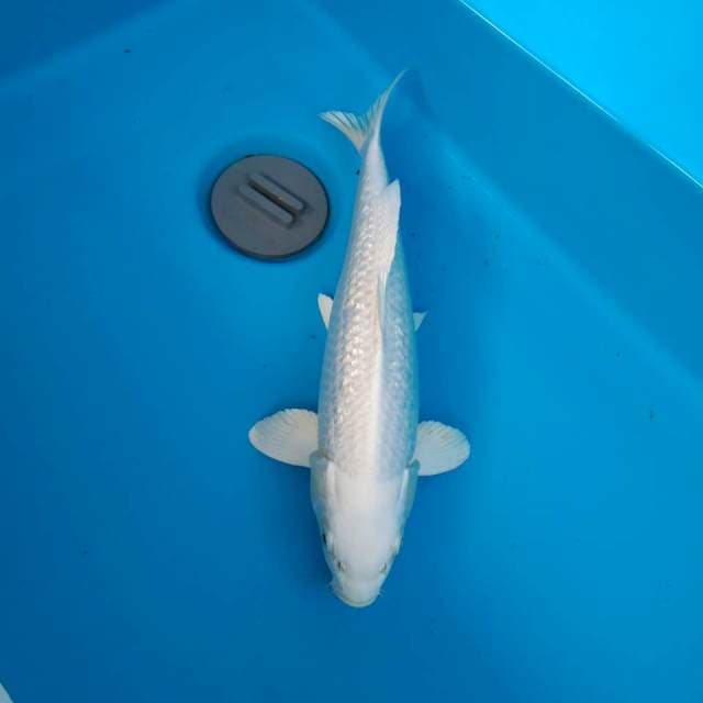 PLATINUM GINRIN 33CM FEMALE