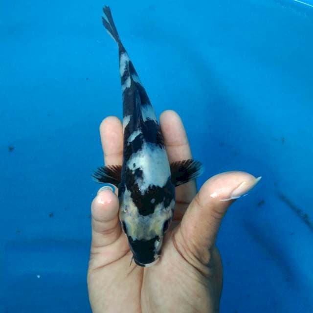 SHIRO 21CM FEMALE