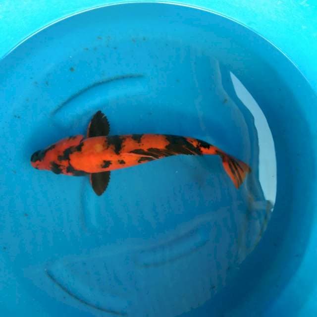HI UTSURI 46CM FEMALE