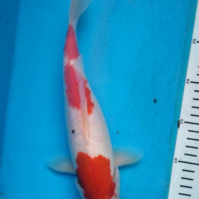 Sandan kohaku