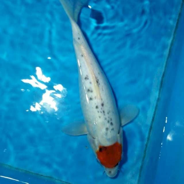 Tancho Showa 30cm
