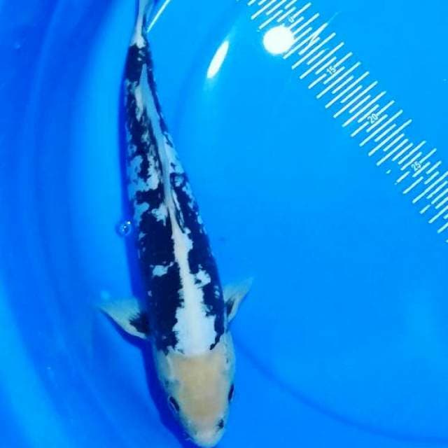 Kumonriyu 36cm