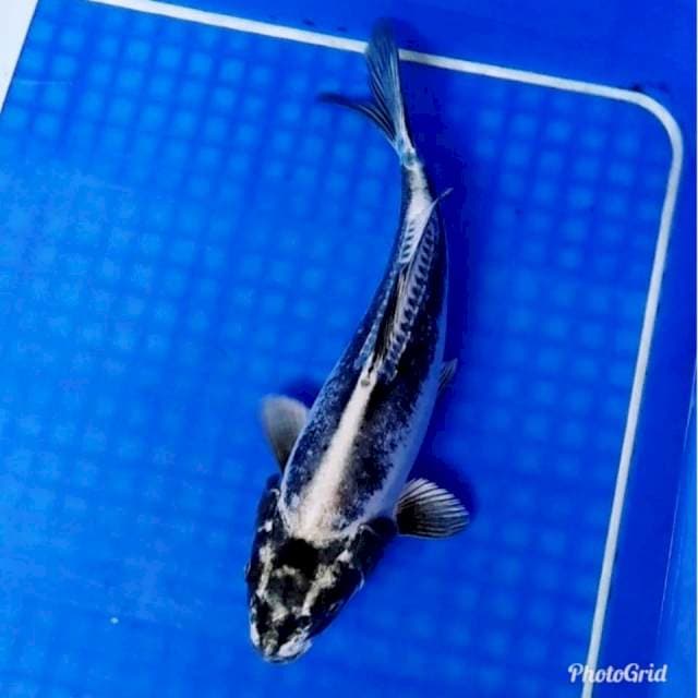 Black kiko