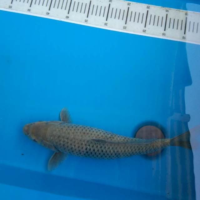 SORAGOI 42CM FEMALE