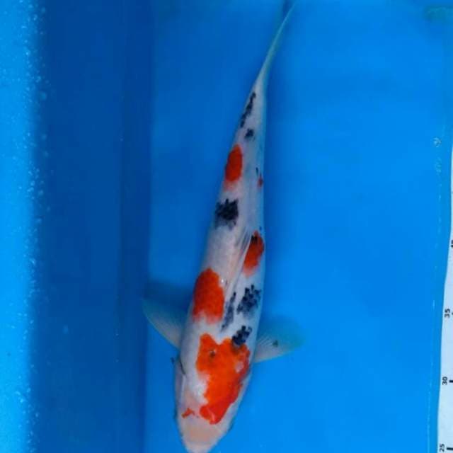 Sanke 35 cm