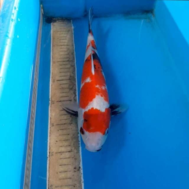Showa 35 cm