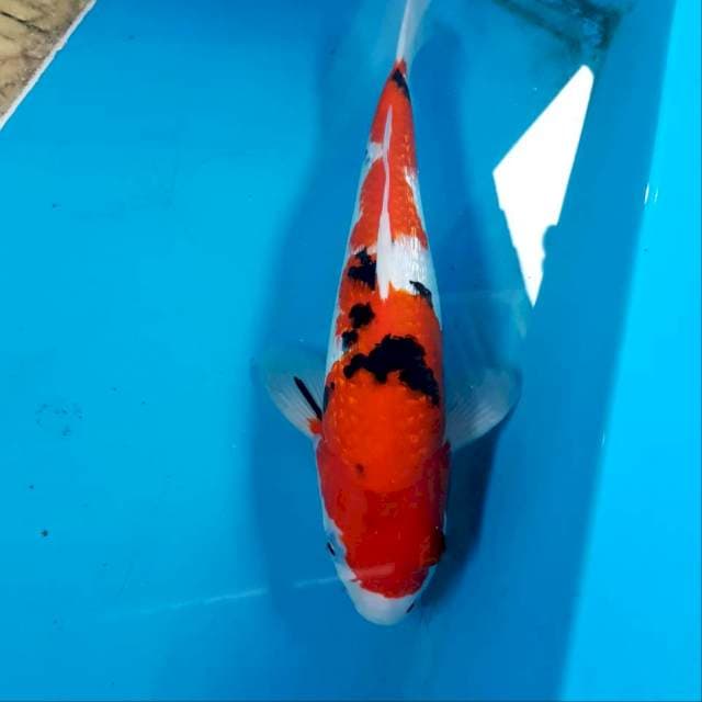Kohaku ginrin 30 bu