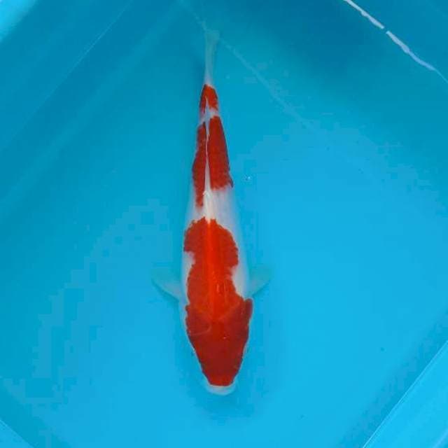 KOHAKU 28 CM