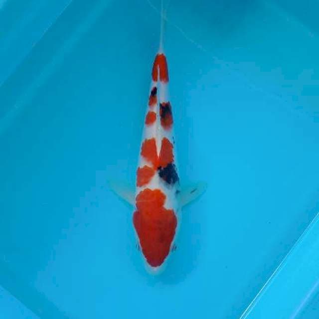 SANKE 29 CM