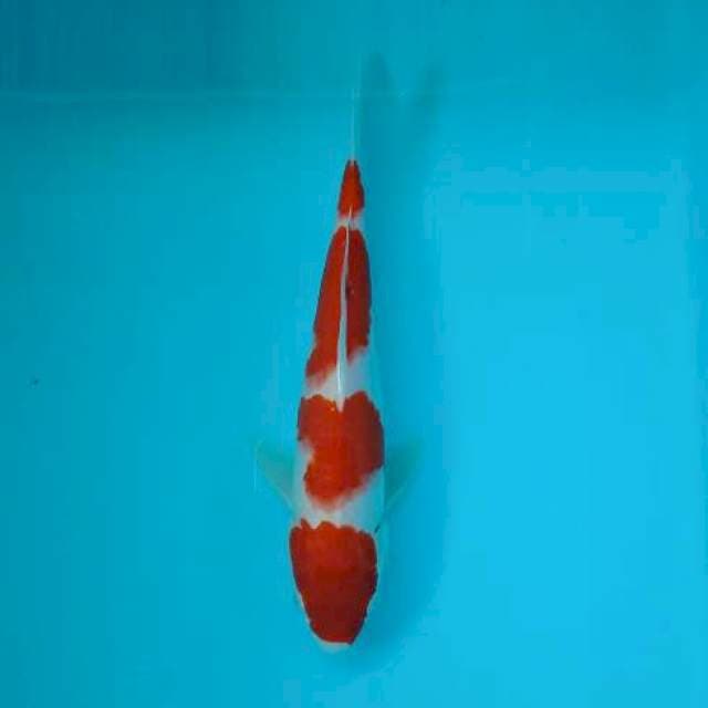 KOHAKU 23 CM