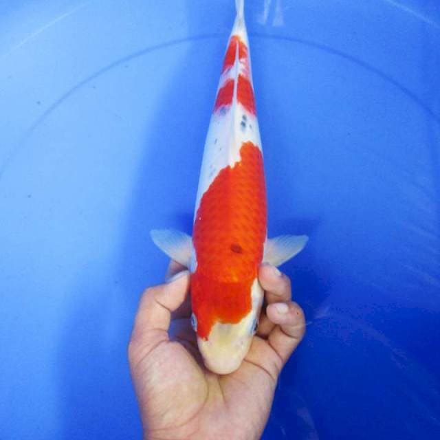 Sanke tategoi
