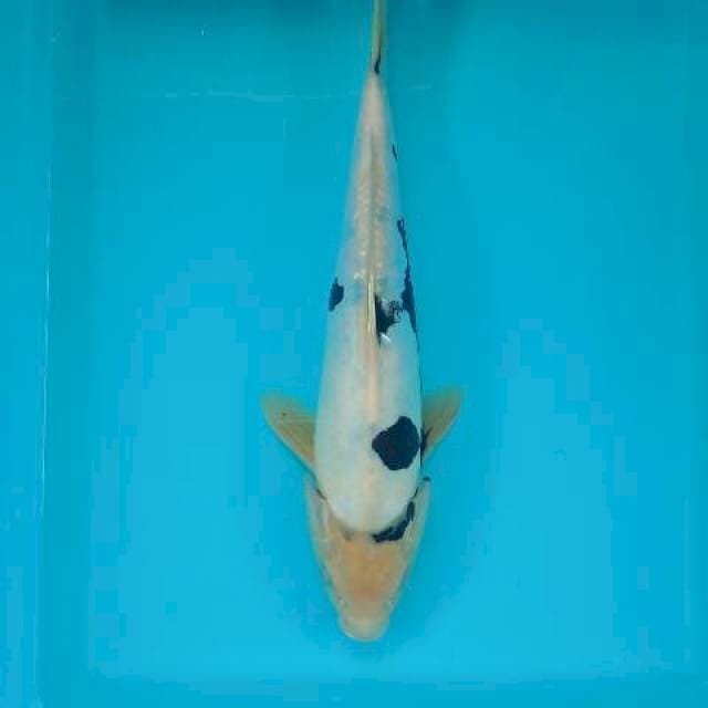 SHIRO 33 CM